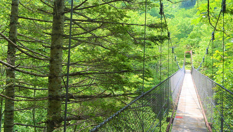 吊り橋上からの眺めが美しい新緑の頃