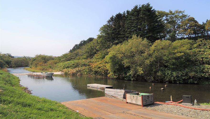 敷地横すぐに流れる真駒内川では9月～10月頃まで鮭の遡上が見ることが出来る